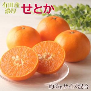 ふるさと納税 有田川町 一度は食べていただきたい「有田産のせとか」約3kg(サイズ混合　秀品)(有田...