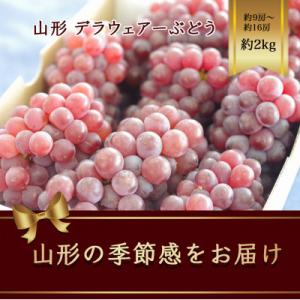 デラウェアーぶどう　約9房～約16房 約2kg【令和8年先行予約】