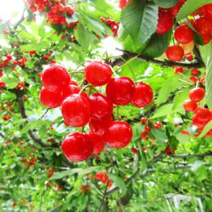 ふるさと納税 中山町 令和6年産先行　山形県中山町産さくらんぼ<佐藤錦>秀品　約800g(200g×4P)