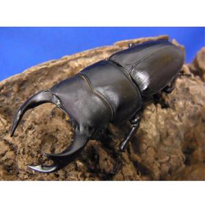 ふるさと納税 太子町 国産オオクワガタ　65ミリ台ペア