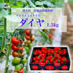 【特別栽培農産物】「ソムリエミニトマト　ダイヤ1.5kg」約75～100玉