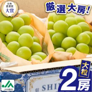 2026年先行予約　9月上旬～10月下旬発送JA中野市大粒 大房シャインマスカット2房1.3kg以上