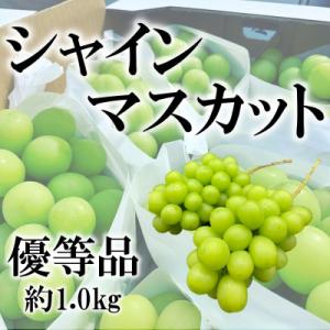 ふるさと納税 笛吹市 【2024年発送】山梨県笛吹市産　旬の採れたてシャインマスカット　優等品　約1...