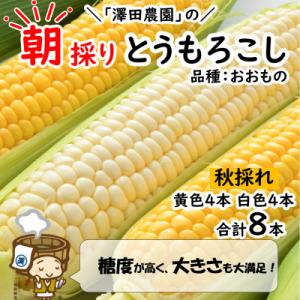ふるさと納税 あわら市 【先行受付】秋とうもろこし 黄色 白色 計8本 おおもの 朝採り