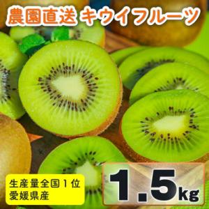 家庭用 キウイフルーツ 1.5kg (約12-18玉) 愛媛県産 2027年1月上旬～2月下旬