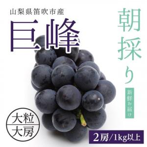 ふるさと納税 笛吹市 山梨県産種なし巨峰2房(計1kg以上)【2024年発送】