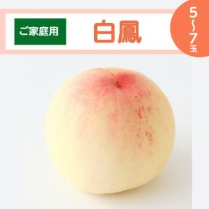 【ご家庭用】岡山白桃 白鳳 5～7玉(2026年7月上旬頃から順次発送予定)