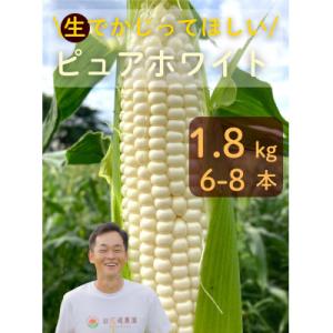 【先行予約2026年産】ピュアホワイト1.8kg(6-8本)【白とうもろこし/ホワイトコーン】