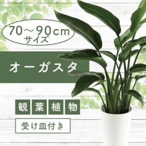 ふるさと納税 指宿市 3月より順次発送【観葉植物】オーガスタ70cm〜90cm(014-1379)