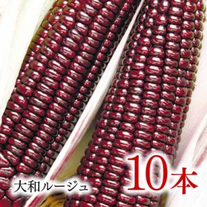 ふるさと納税 奥州市 数量限定 先行受付 大和ルージュ10本 【2024年7月下旬より順次発送】 [...