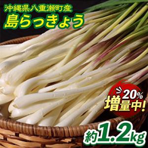 【数量限定】沖縄県八重瀬町産　島らっきょう約1.2kg