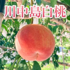 令和8年度産　先行受付　川中島白桃　3kg(8～10玉)