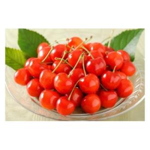 【先行受付】さくらんぼ「紅秀峰」1kg(500g×2)秀品【2026年6月上旬～7月上旬発送予定】