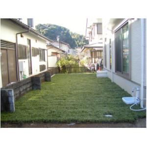 ふるさと納税 香美市 タマリュウ(玉竜) 90...の詳細画像1