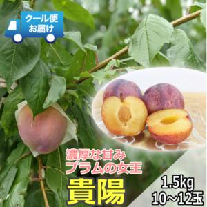 ふるさと納税 南アルプス市 クール便　収穫当日に発送　プラムの女王　貴陽　1.5kg(10〜12玉)