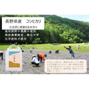 ふるさと納税 辰野町 令和5年産　コシヒカリ(白米10kg)　大自然に感謝の栽培　芳醇な味わいな『小...