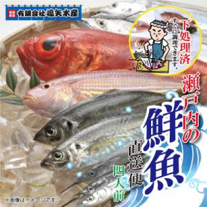 ふるさと納税 松山市 【嶋矢水産】 産地直送瀬戸内の鮮魚(下処理済み):四人前｜y-sf