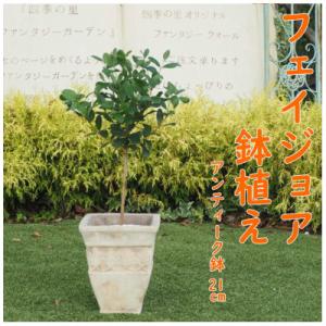 ふるさと納税 朝倉市 フェイジョア鉢植え(つぼ型鉢) : さとふる - 通販