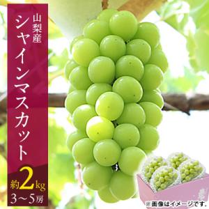 【2026年発送】山梨市 シャインマスカット(約2kg)3～5房入り 化粧箱入り