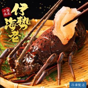 【お刺身OK】千葉県勝浦産 生冷活〆いせえび  大サイズ 600gUP