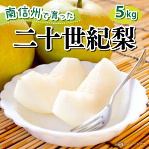 【9月中旬より順次発送予定】【豊丘村】青梨の代表格 南信州産 二十世紀梨 約5kg(箱入)