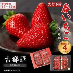 令和9年度　春いちご　古都華　約300g×4パック　合計約1200g