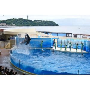 ふるさと納税 神奈川県 新江ノ島水族館入場券×3枚