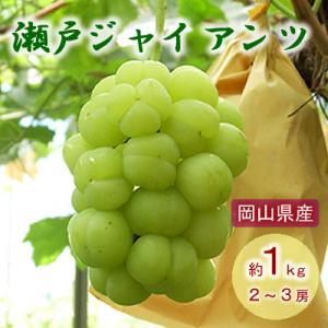 ふるさと納税 勝央町 岡山県産　瀬戸ジャイアンツ　約1kg(2〜3房)