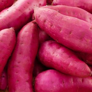 ふるさと納税 掛川市 生まれも育ちも掛川産 こ...の詳細画像2