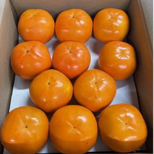 〈2026年発送〉富有柿の新品種「紀州てまり」約7.5kg(22玉～32玉おまかせ)【九度山町】