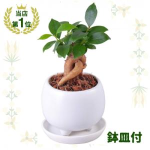 ふるさと納税 小山市 観葉植物 ミニ ガジュマル 陶器 鉢植