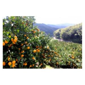 ふるさと納税 八幡浜市 【八幡浜ふるさと体験型(2名様分)】みかん農家さんに教わる、みかん山整備体験...