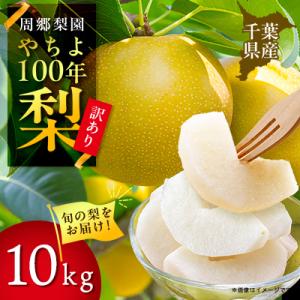 2026年発送先行受付 周郷梨園のやちよ100年梨家庭用(10kg)