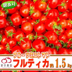 【訳あり】下妻市産　あまーい!フルーツミニトマト約1.5kg(アイメック栽培で栄養素が豊富)