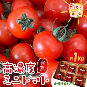 【朝どり直送】きむら農園の高濃度ミニトマト約1.0kg　うれしい小分け6パック完熟フルーツミニトマト