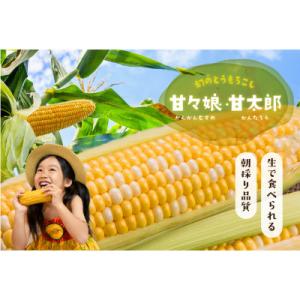 【6月中旬から順次発送】家庭用『甘々娘　or 甘太郎』4～7本入り　静岡県産とうもろこし