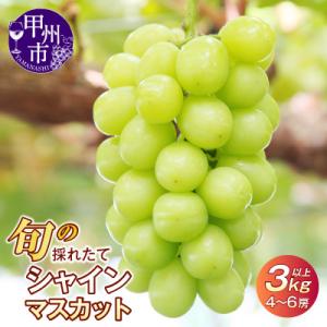 【2026年 先行受付】山梨県産　旬の採れたて大粒シャインマスカット3.0kg以上(4房～6房)