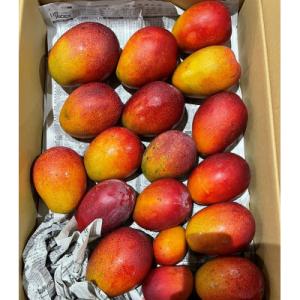 【先行予約】宮崎県産　訳あり完熟マンゴー1.2kg(2～4玉)ご家庭用(宮崎市)