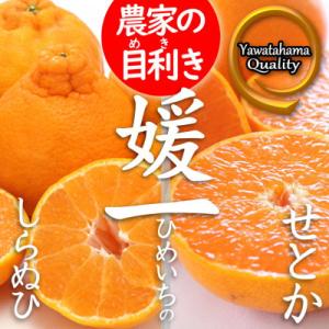 《愛媛・八幡浜柑橘詰合せ》よくばり2箱セット(せとか・しらぬひの2品種)【C28-38】