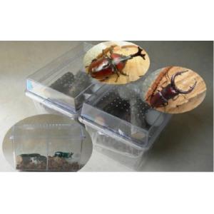 ふるさと納税 猪名川町 カブト虫・ノコギリクワガタ成虫ペア飼育セット付