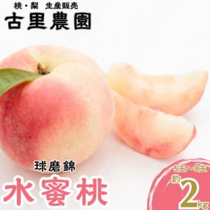 【先行受付】2026年発送 熊本県 錦町 錦の水蜜桃 約2kg 5玉～8玉 【古里農園】