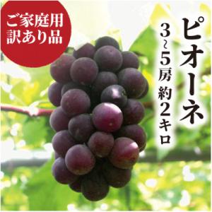 【訳あり】ピオーネ ご家庭用 3-5房入/計2kg～(岡山県産) 訳ありでもしっかり甘い!
