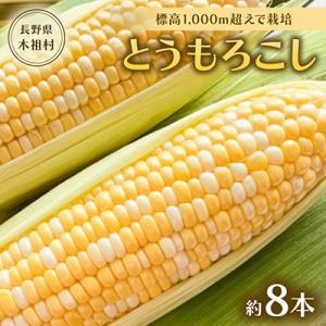 【標高1,000m超えで栽培。甘くて美味しい!】木祖村産とうもろこし約3キロ以上(約8本)