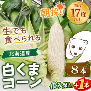 2026年8月下旬以降　あさひやま動物園白くまコーン3.2kg　旭山動物園監修箱入り_03811
