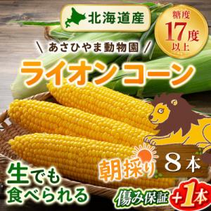 2026年8月下旬以降　あさひやま動物園ライオンコーン3.2kg　旭山動物園監修箱入り_03812