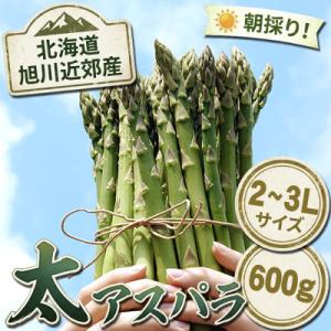 2026年産【2L～3L】【朝採り当日発送!瑞々しく甘い!】北海道産アスパラ600g_03816