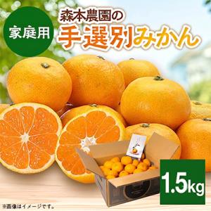 【2026年11月より順次発送】森本農園の手選別みかん　家庭用　1.5kg