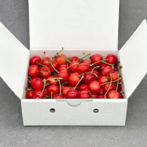 完熟さくらんぼ L～2L バラ詰め 約500g  毎日農業記録賞、全国最優秀賞受賞