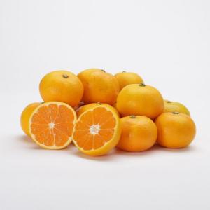 【2026年11月より順次発送】森本農園の小粒濃厚みかん　訳あり　2kg