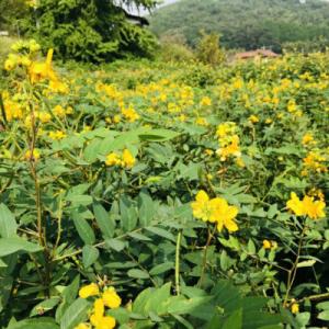 ふるさと納税 北広島町 和漢ハーブの女王!よも...の詳細画像2